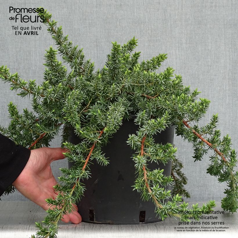 Exemplaar van Juniperus conferta Blue Pacific - Kustjeneverbes Pot van 7,5 l/10 l zoals geleverd in de lente