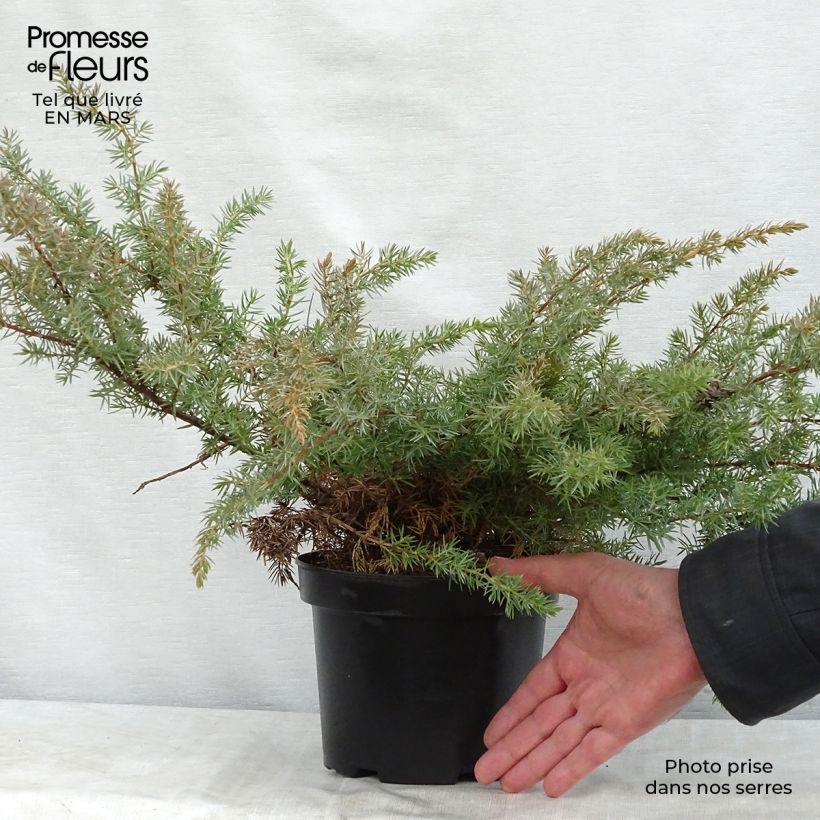 Exemplaar van Juniperus conferta Schlager - Jeneverbes Pot van 2 l/3 l zoals geleverd in de lente