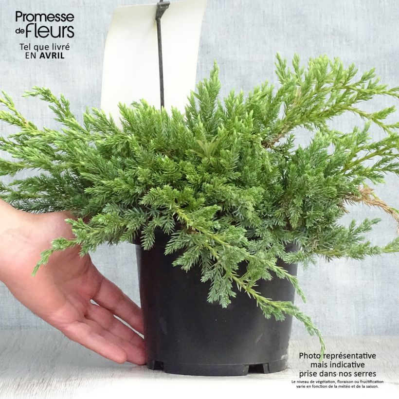 Exemplaar van Juniperus squamata Blue Carpet - Himalaya jeneverbes Pot van 2 l/3 l zoals geleverd in de lente
