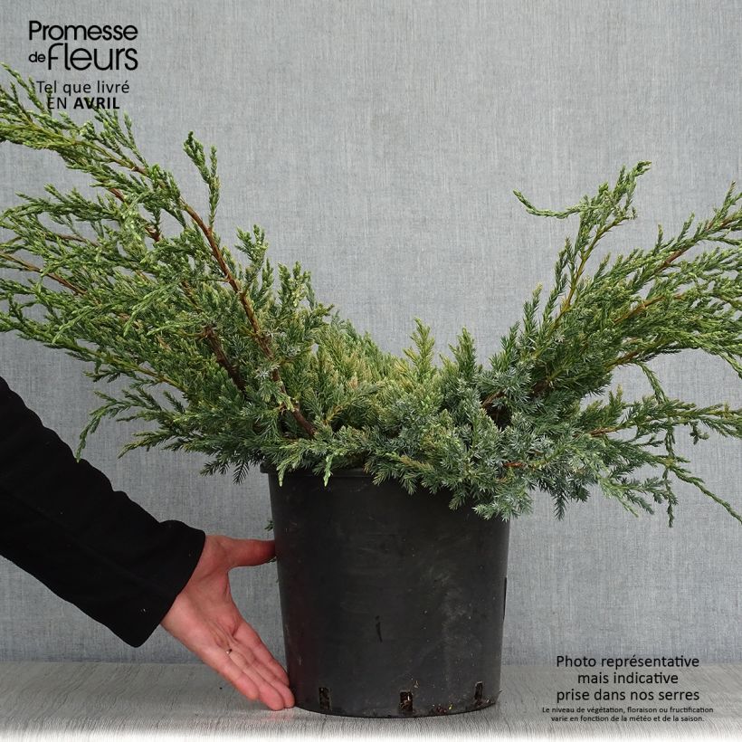 Exemplaar van Juniperus squamata Blue Carpet - Himalaya jeneverbes Pot van 4 l/5 l zoals geleverd in de lente