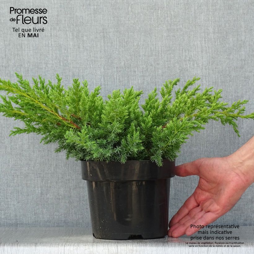Example of Juniperus squamata Blue Swede - Himalaya jeneverbes Pot van 2 l/3 l as you get in printemps