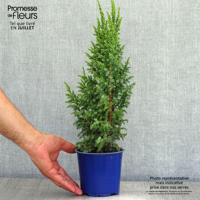 Exemplaar van Juniperus squamata Loderi - Himalaya jeneverbes Pot van 2 l/3 l zoals geleverd in de zomer