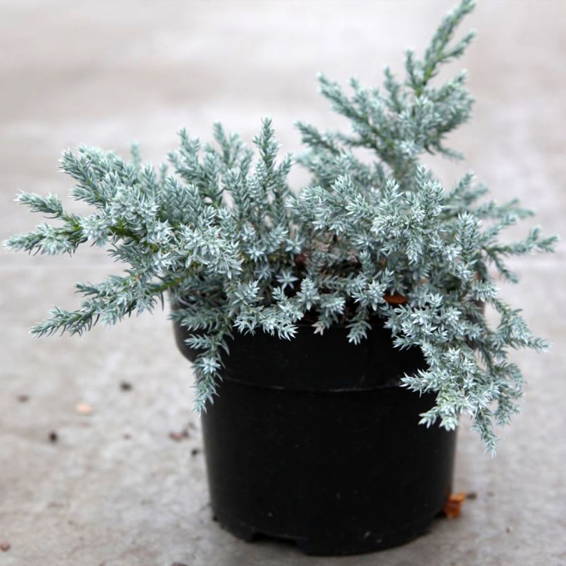 Juniperus squamata Tropical Blue - Himalaya jeneverbes (Plant habit)