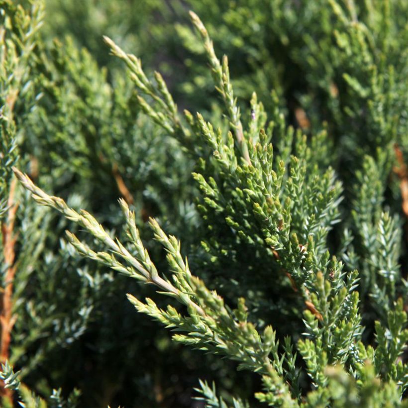 Juniperus horizontalis Agnieszka - Kruipende jeneverbes (Foliage)