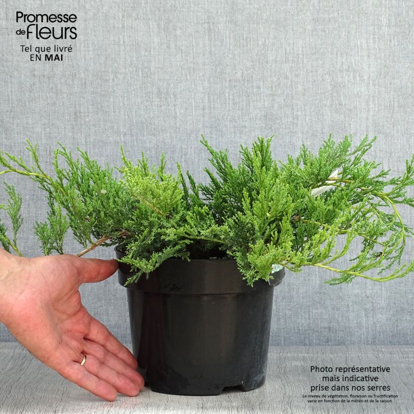 Example of Juniperus horizontalis Agnieszka - Kruipende jeneverbes Pot van 2 l/3 l as you get in printemps