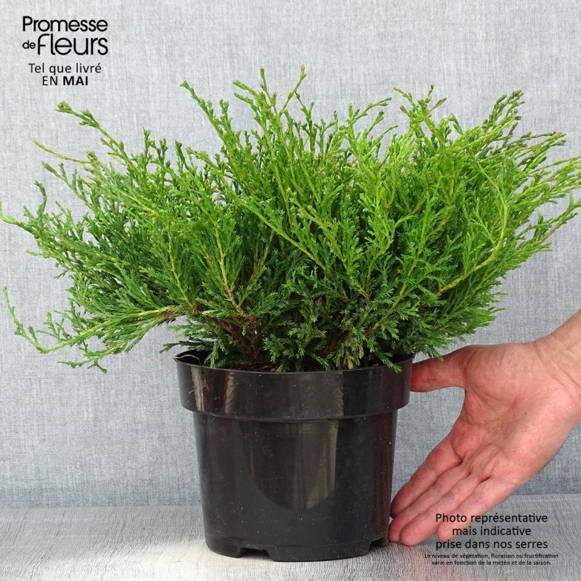 Example of Juniperus horizontalis Andorra Compact - Kruipende jeneverbes Pot van 2 l/3 l as you get in printemps