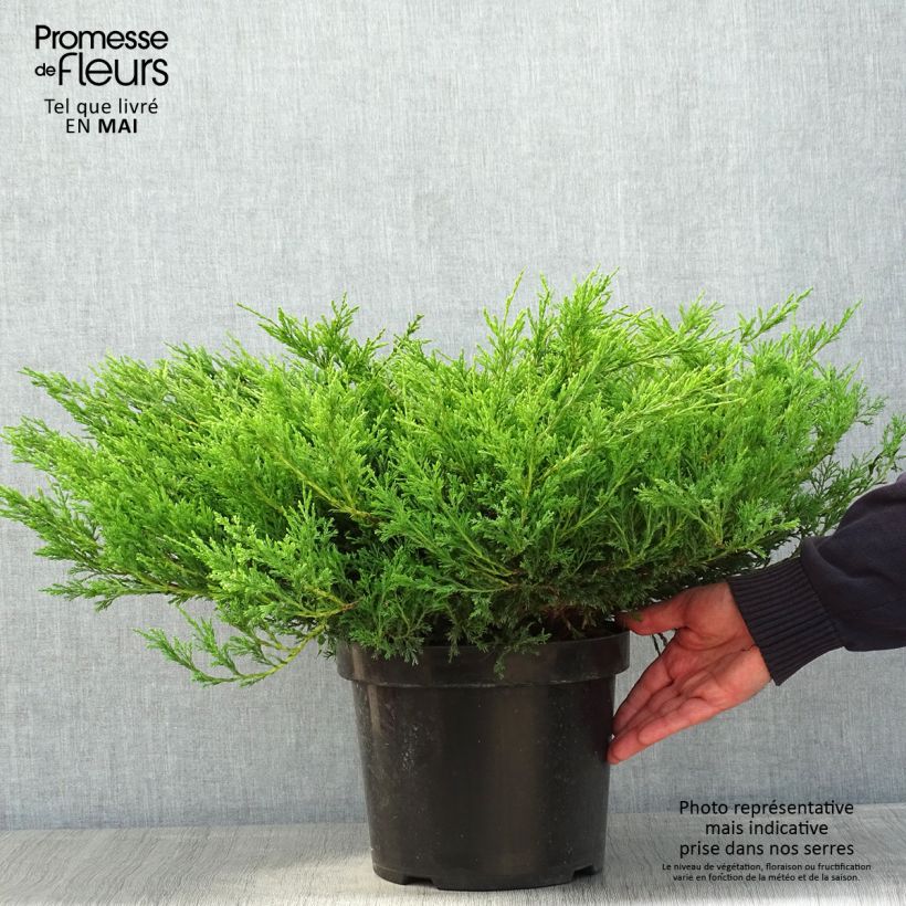 Example of Juniperus horizontalis Andorra Compact - Kruipende jeneverbes Pot van 7,5 l/10 l as you get in printemps