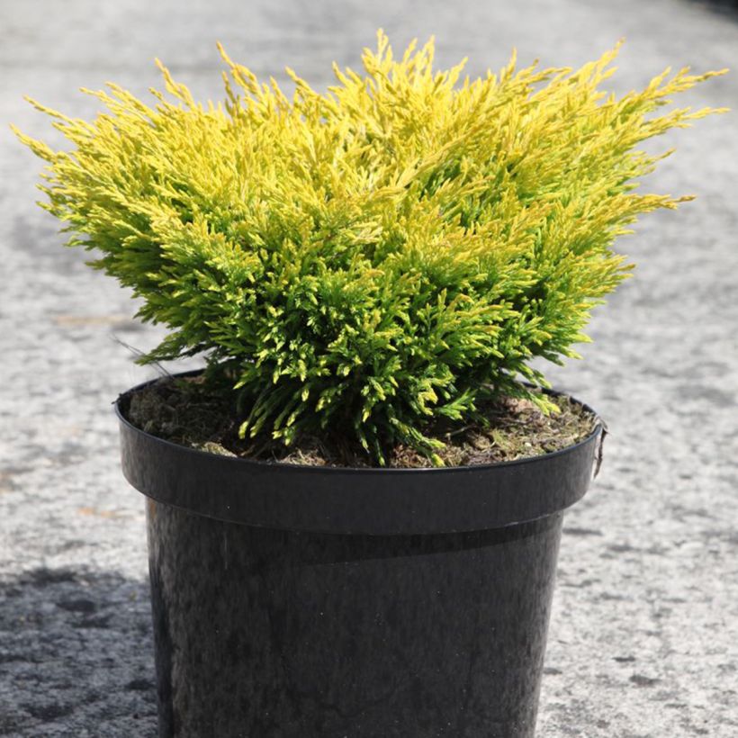 Juniperus horizontalis Limeglow - Kruipende jeneverbes (Groeiplaats)