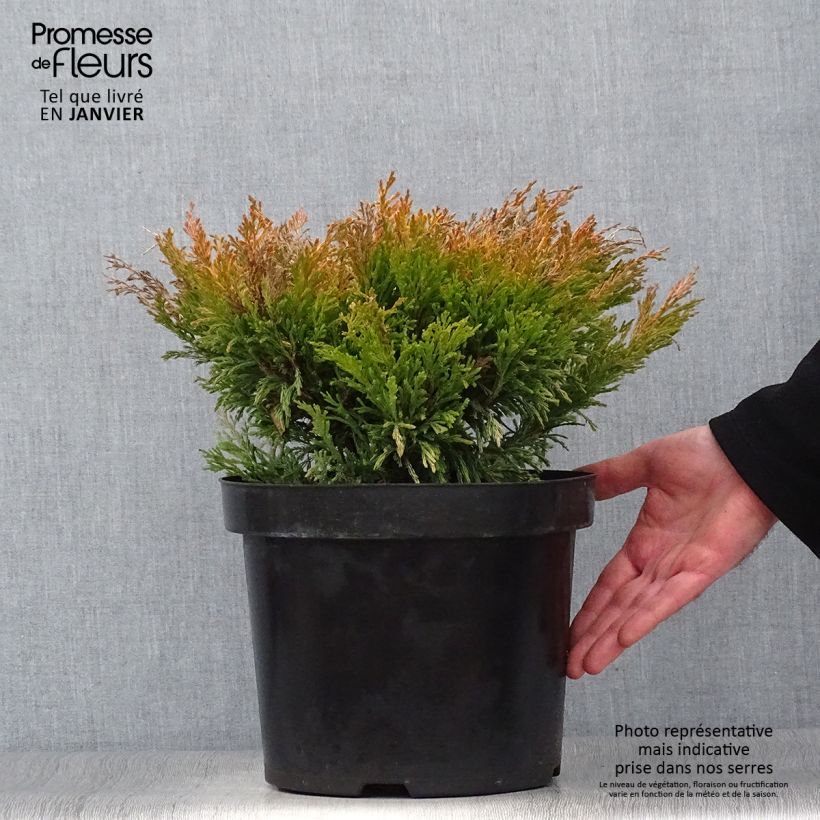 Exemplaar van Juniperus horizontalis Limeglow - Kruipende jeneverbes Pot van 7,5 l/10 l zoals geleverd in de winter