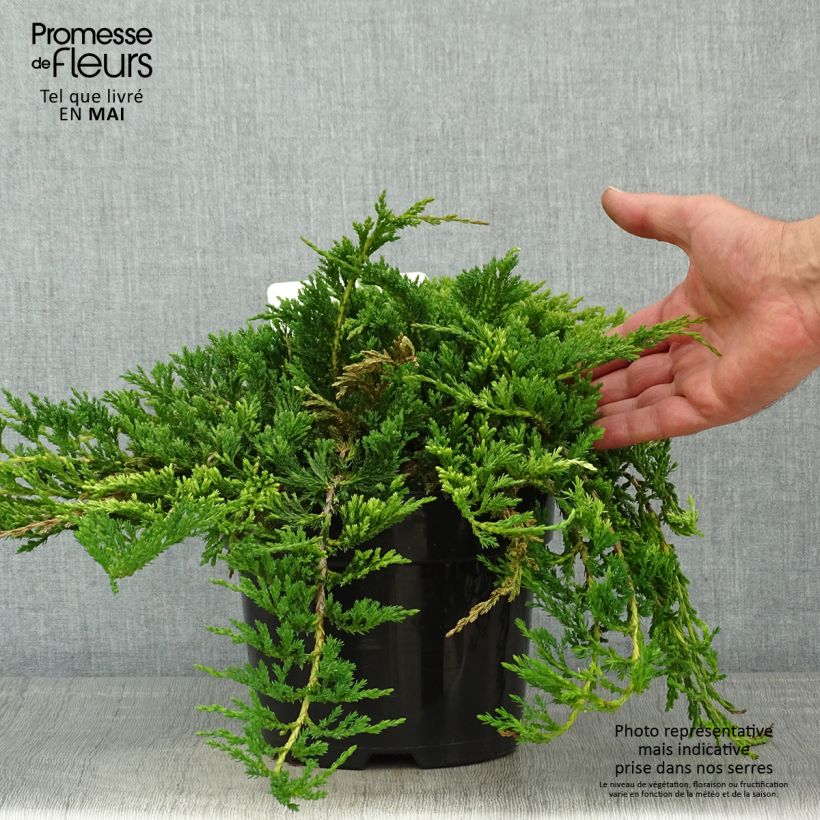 Example of Juniperus horizontalis Prince Of Wales - Kruipende jeneverbes Pot van 2 l/3 l as you get in printemps