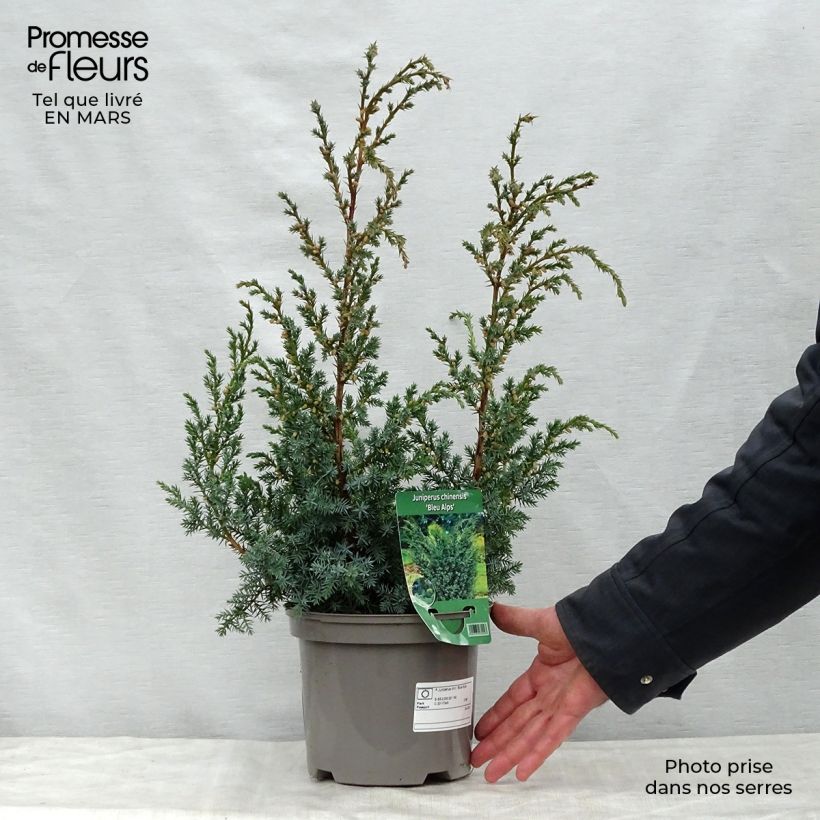 Exemplaar van Juniperus chinensis Blaauw - Chinese jeneverbes Pot van 2 l/3 l zoals geleverd in de lente