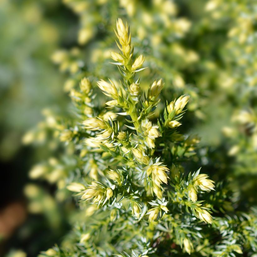 Juniperus pingii Hulsdonk Yellow - Jeneverbes (Blad)