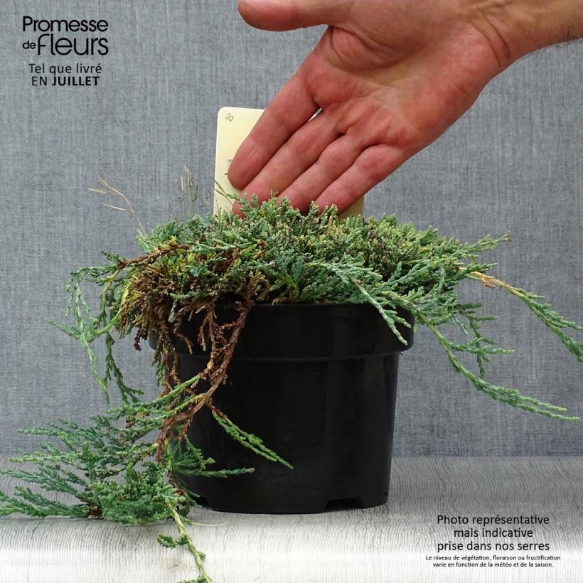Exemplaar van Juniperus horizontalis Icee Blue - Kruipende jeneverbes Pot van 2 l/3 l zoals geleverd in de zomer
