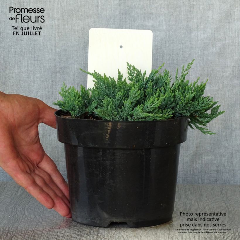 Exemplaar van Juniperus horizontalis Wiltonii - Kruipende jeneverbes Pot van 2 l/3 l zoals geleverd in de zomer