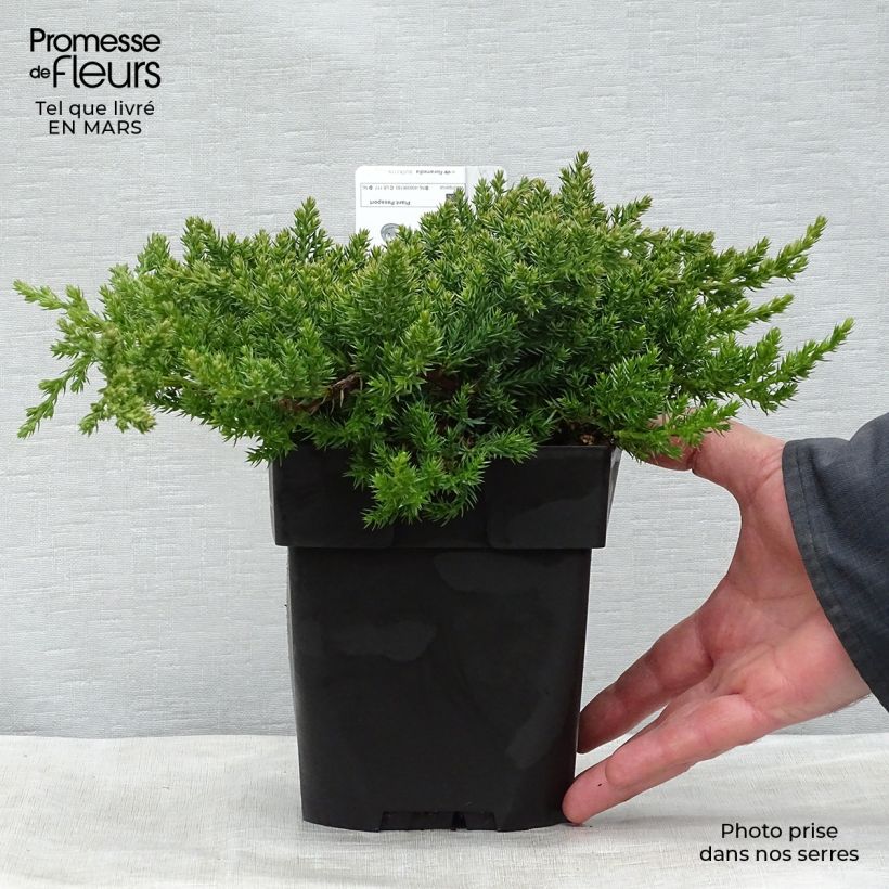 Example of Juniperus procumbens Nana - Jeneverbes Pot van 2 l/3 l as you get in printemps