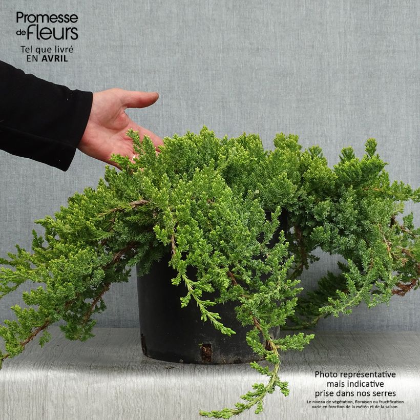 Example of Juniperus procumbens Nana - Jeneverbes Pot van 7,5 l/10 l as you get in printemps