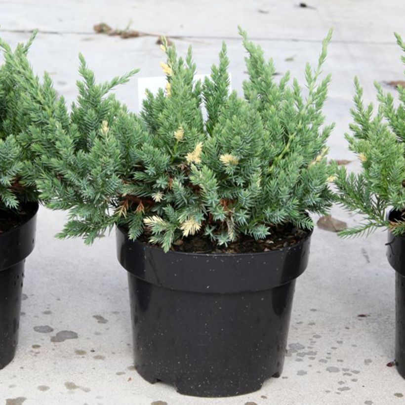 Juniperus chinensis Expansa Variegata - Chinese jeneverbes (Groeiplaats)