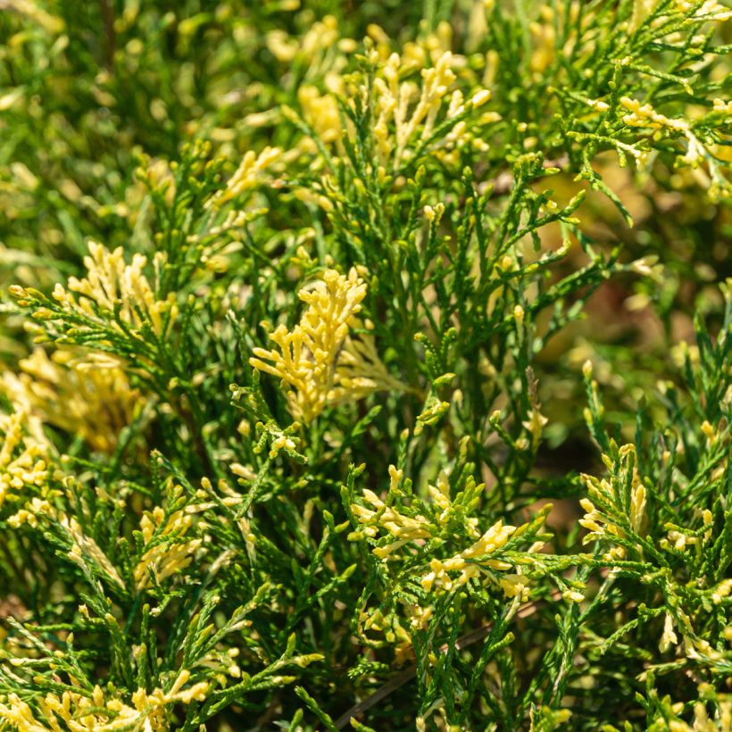 Juniperus sabina Variegata - Savin-jeneverbes (Blad)