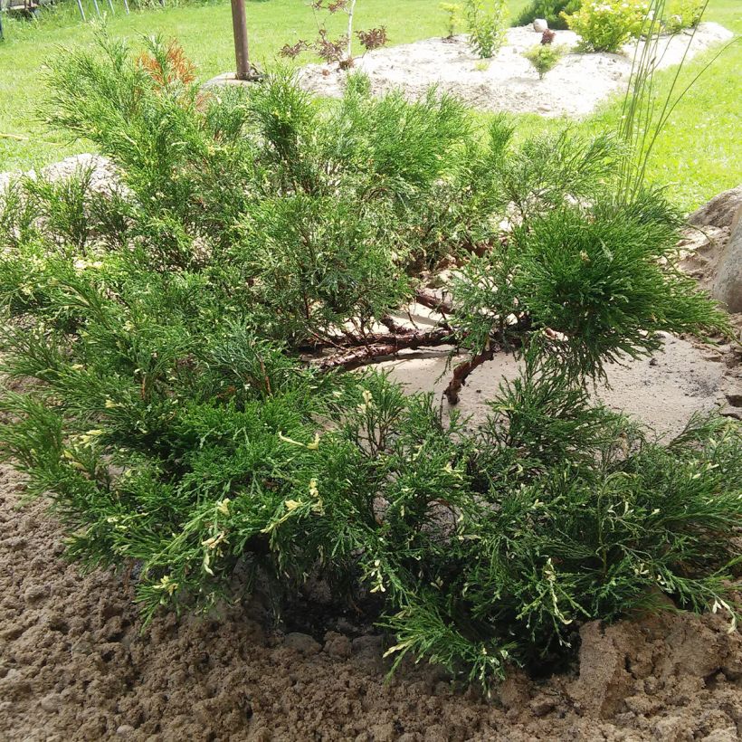 Juniperus sabina Variegata - Savin-jeneverbes (Groeiplaats)