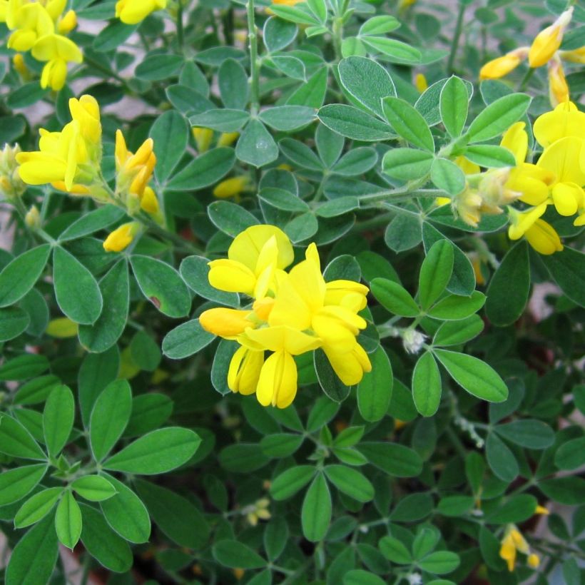 Genista Porlock - Heidebrem (Bloei)