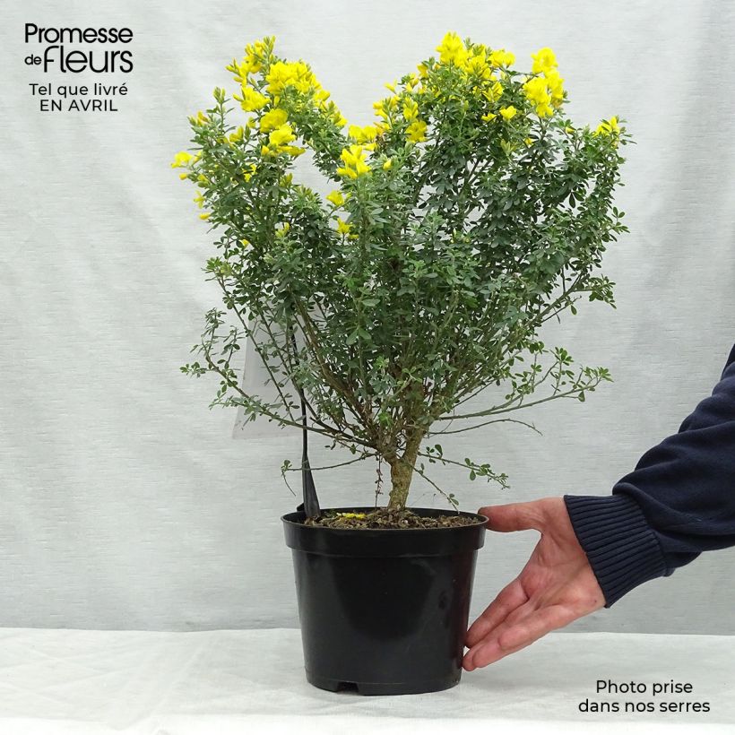 Exemplaar van Genista Porlock - Heidebrem Pot van 2 l/3 l zoals geleverd in de lente
