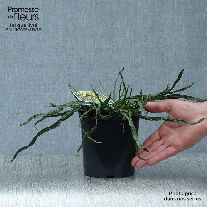 Exemplaar van Genista sagittalis - Pijlbrem Pot van 2 l/3 l zoals geleverd in de herfst
