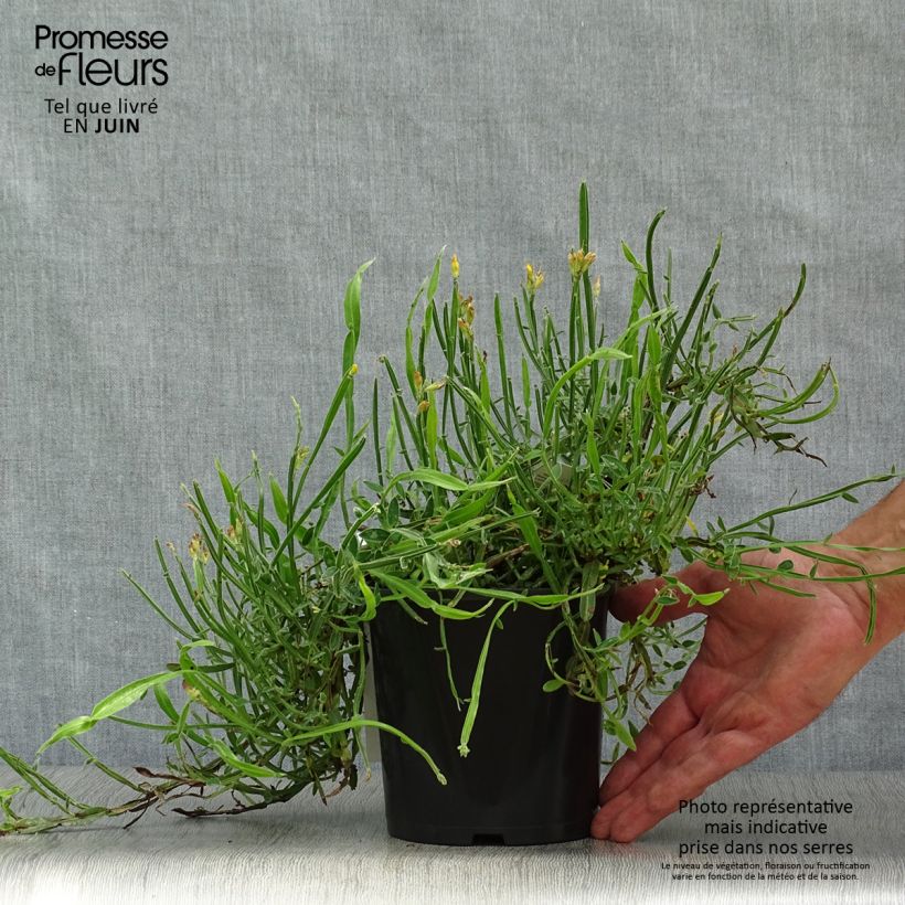 Exemplaar van Genista sagittalis - Pijlbrem Pot van 2 l/3 l zoals geleverd in de zomer