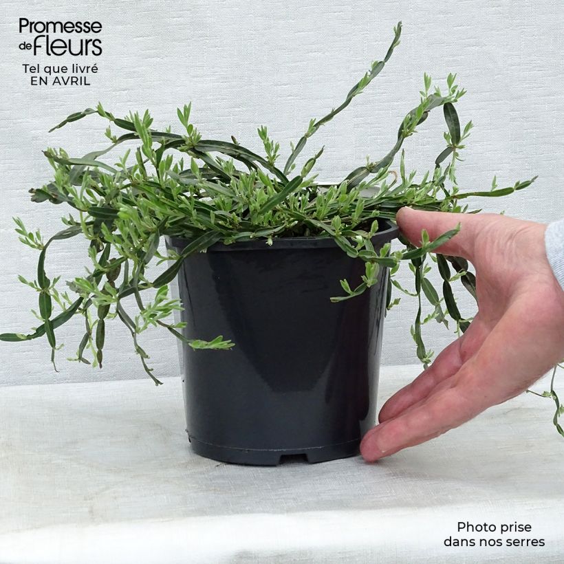 Exemplaar van Genista sagittalis - Pijlbrem Pot van 2 l/3 l zoals geleverd in de lente