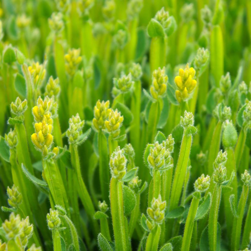Genista sagittalis - Pijlbrem (Blad)