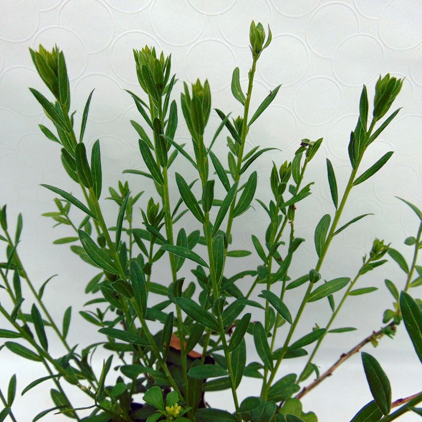Genista tinctoria Plena - Verfbrem (Foliage)