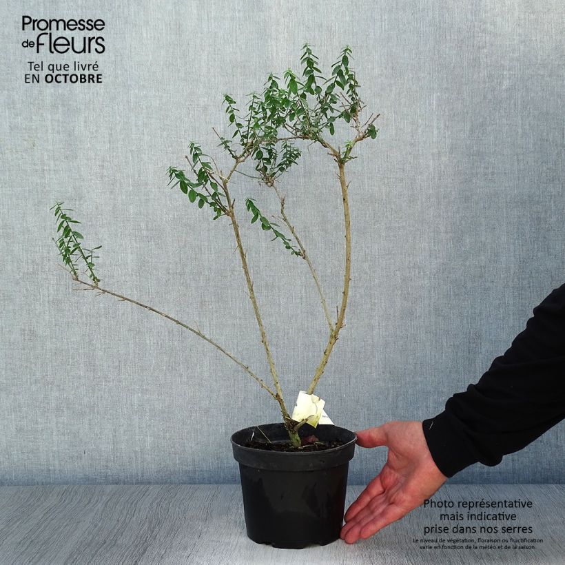 Exemplaar van Genista tinctoria Plena - Verfbrem Pot van 2 l/3 l zoals geleverd in de herfst