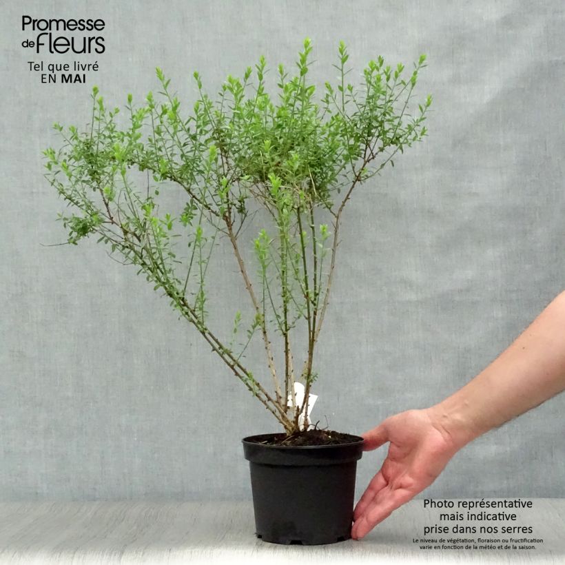 Example of Genista tinctoria Plena - Verfbrem Pot van 2 l/3 l as you get in printemps