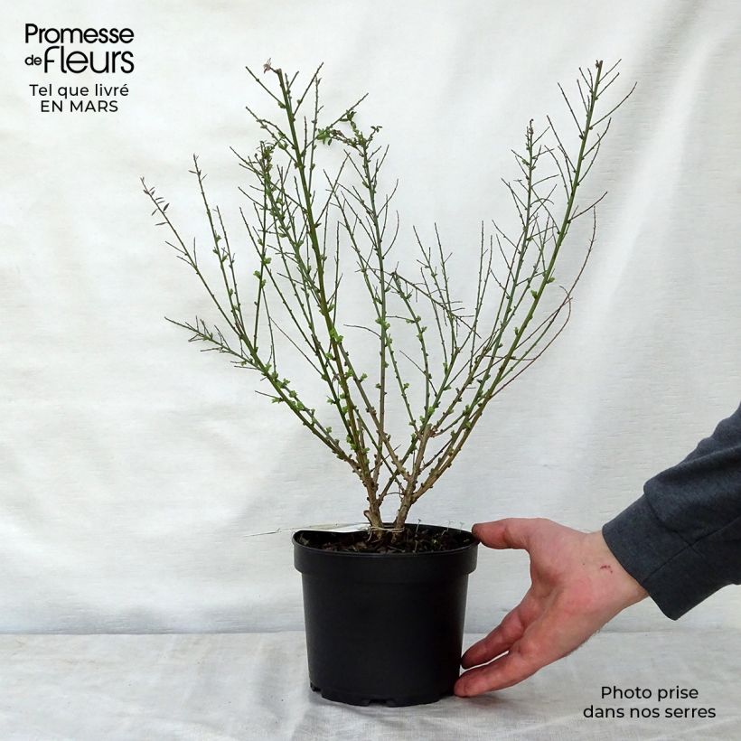 Example of Genista tinctoria Royal Gold - Verfbrem Pot van 1,5 l/2 l as you get in printemps