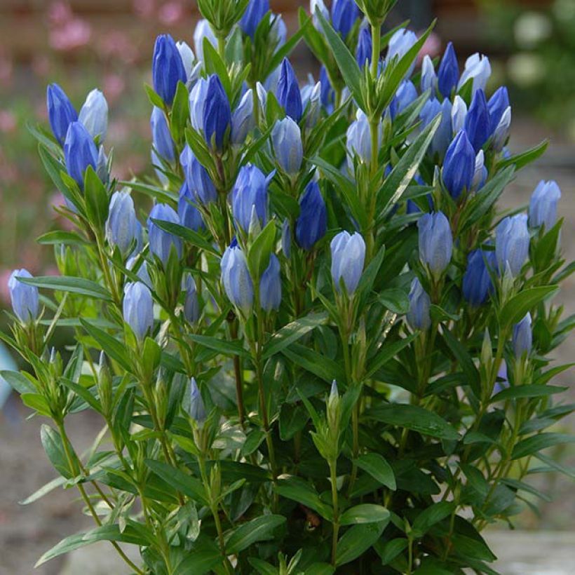 Gentiana makinoi Blue Star - Gentiaan (Groeiplaats)