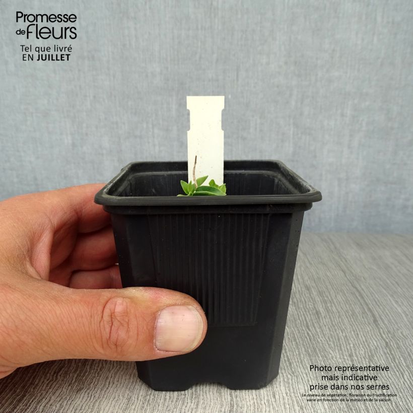 Exemplaar van Gentiana True Blue - Gentiaan Kweekpotje van 8/9 cm zoals geleverd in de zomer