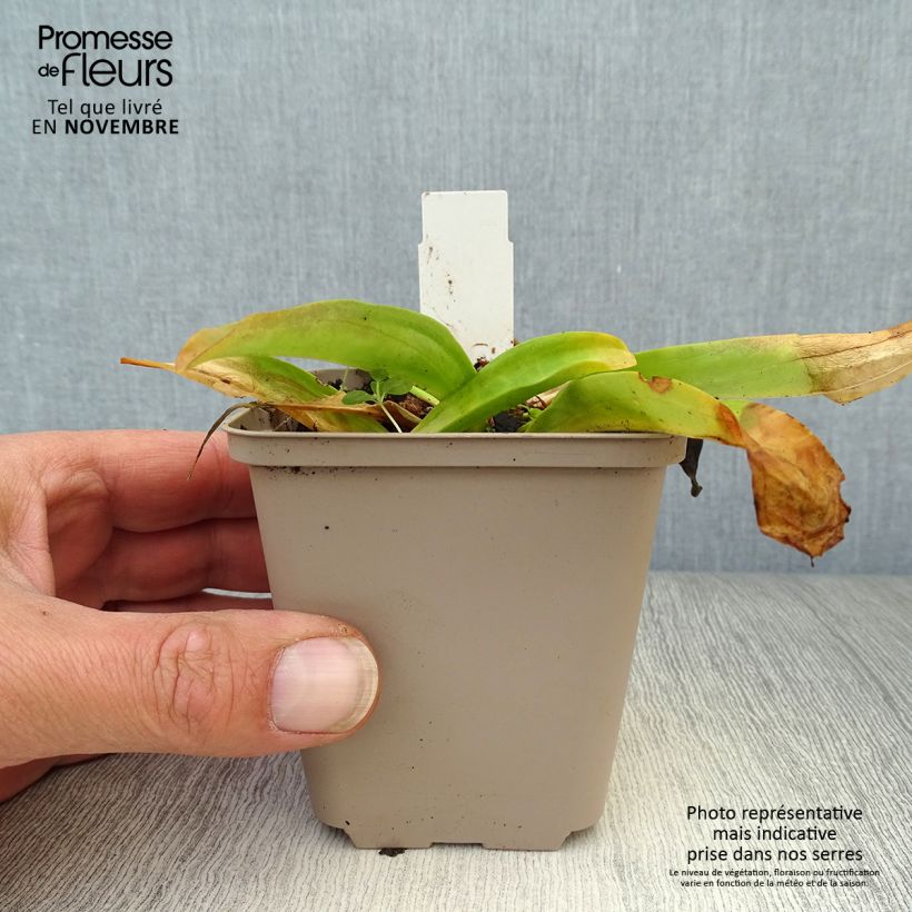 Exemplaar van Gentiana cruciata - Kruisbladgentiaan Kweekpotje van 8/9 cm zoals geleverd in de herfst