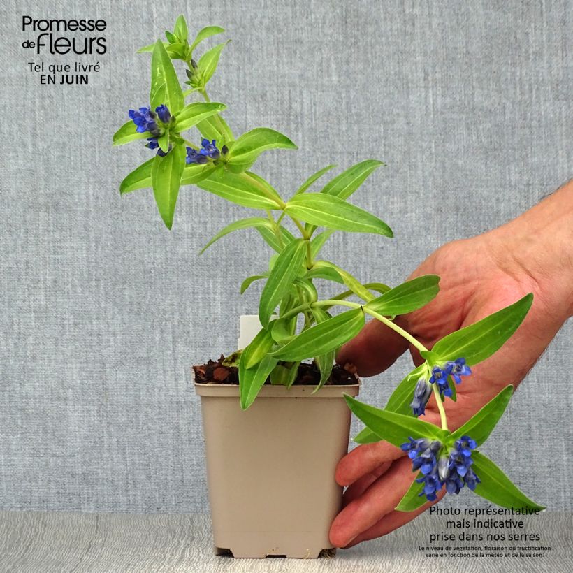 Exemplaar van Gentiana cruciata - Kruisbladgentiaan Kweekpotje van 8/9 cm zoals geleverd in de zomer