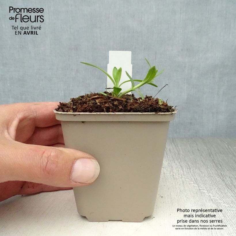 Exemplaar van Gentiana cruciata - Kruisbladgentiaan Kweekpotje van 8/9 cm zoals geleverd in de lente