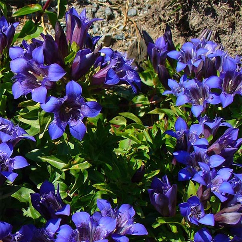 Gentiana septemfida var. lagodechiana - Gentiaan (Plant habit)