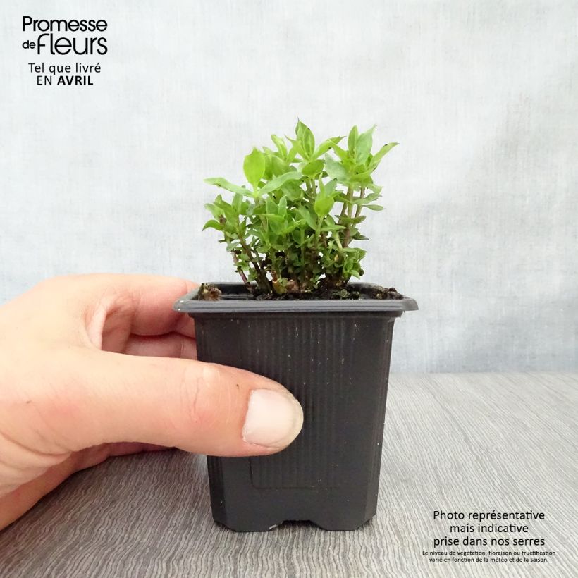 Exemplaar van Gentiaan Little Pinkie Kweekpotje van 8/9 cm zoals geleverd in de lente