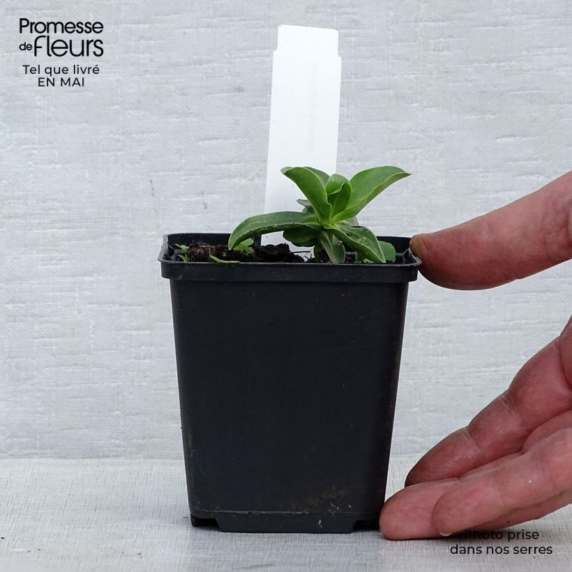 Example of Gentiana acaulis - Stengelloze gentiaan Kweekpotje van 8/9 cm as you get in printemps