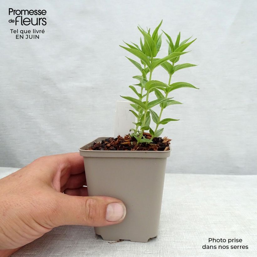 Exemplaar van Gentiana asclepiadea - Zijdeplantgentiaan Kweekpotje van 8/9 cm zoals geleverd in de zomer