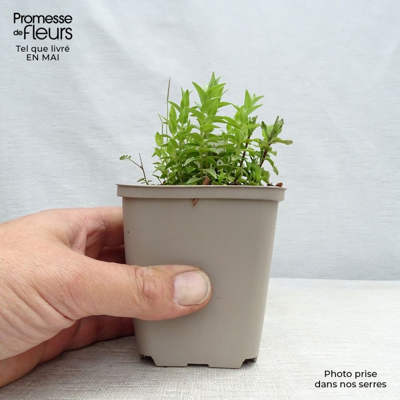 Example of Gentiana septemfida var. lagodechiana - Gentiaan Kweekpotje van 8/9 cm as you get in printemps