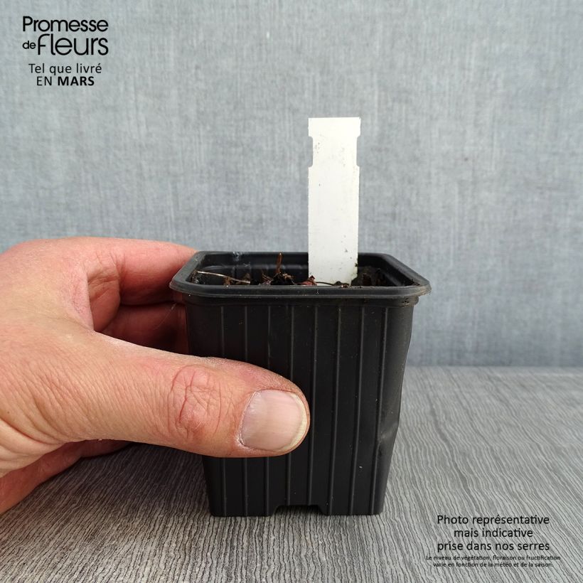 Exemplaar van Geranium All Summer Blue - Ooievaarsbek Kweekpotje van 8/9 cm zoals geleverd in de winter