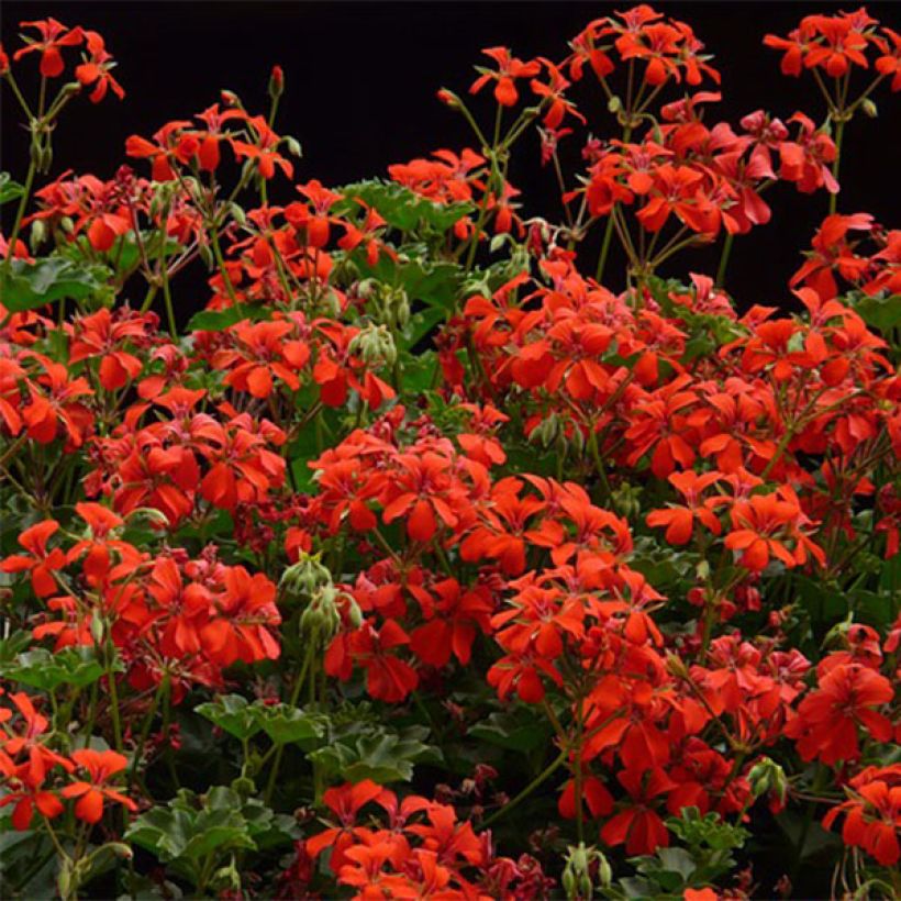Pelargonium Roi des Balcons Imperial Red - Hanggeranium (Flowering)