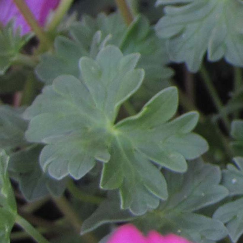 Geranium cinereum Carol - Ooievaarsbek (Blad)