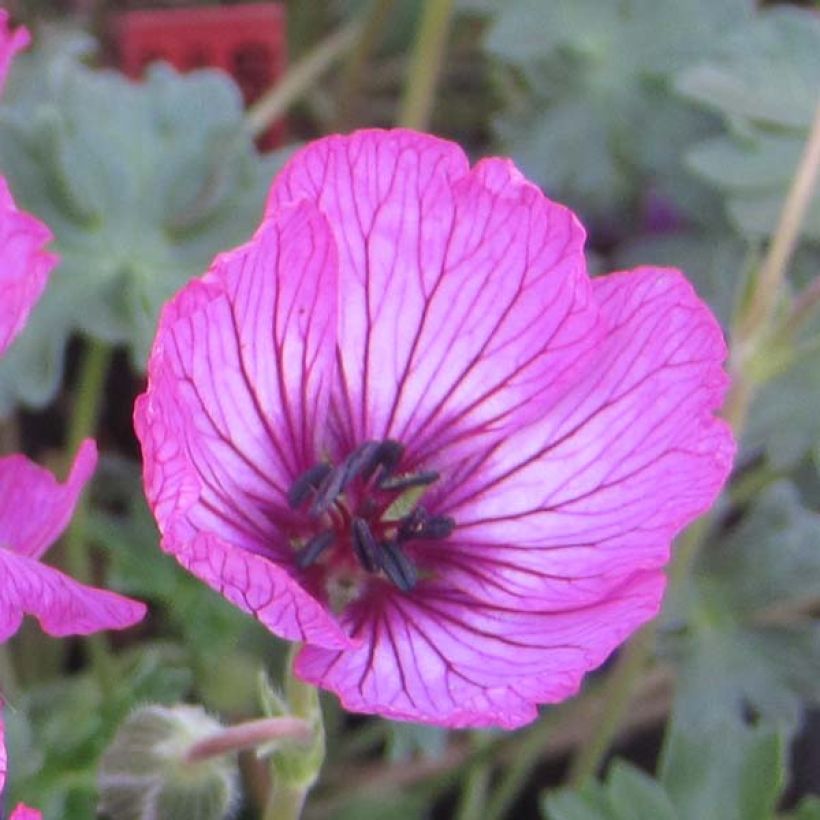 Geranium cinereum Carol - Ooievaarsbek (Bloei)