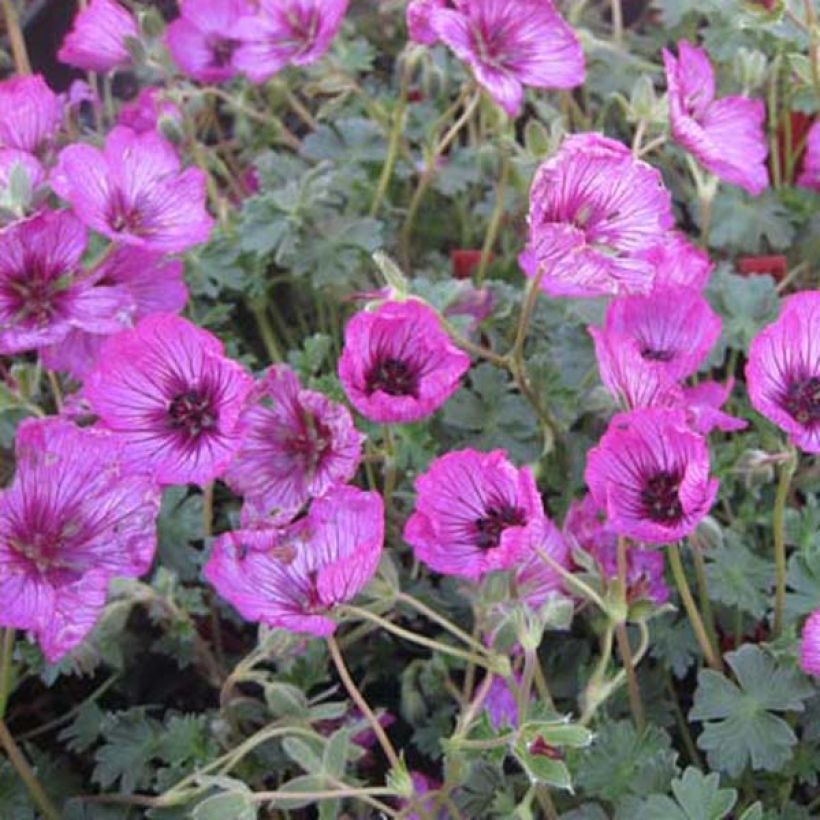 Geranium cinereum Carol - Ooievaarsbek (Groeiplaats)