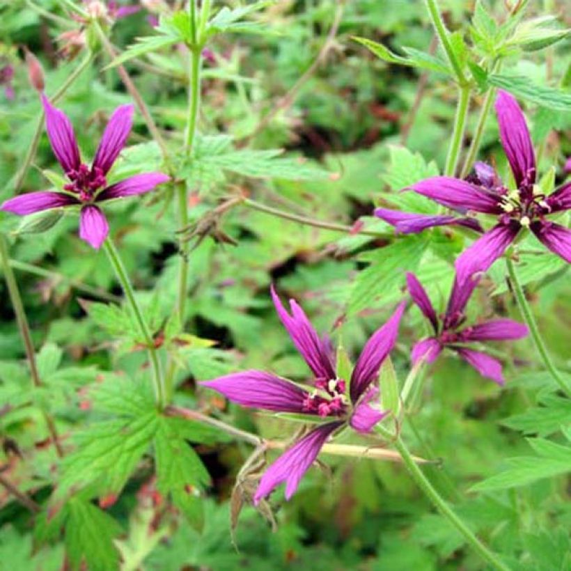 Geranium psilostemon Catherine Deneuve - Armeense ooievaarsbek (Groeiplaats)