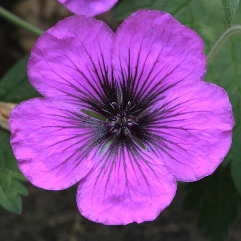 Geranium Dragon Heart - Ooievaarsbek (Bloei)